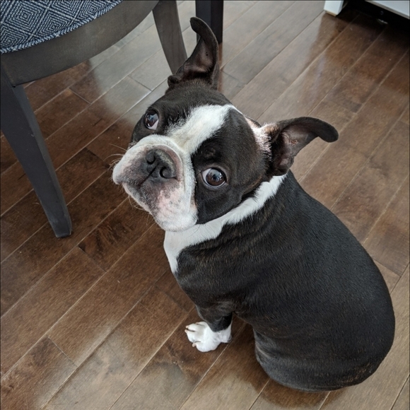 🐾Posh love from Iggy!🐾 - Picture 1 of 13